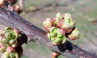 Bud burst in the orchard